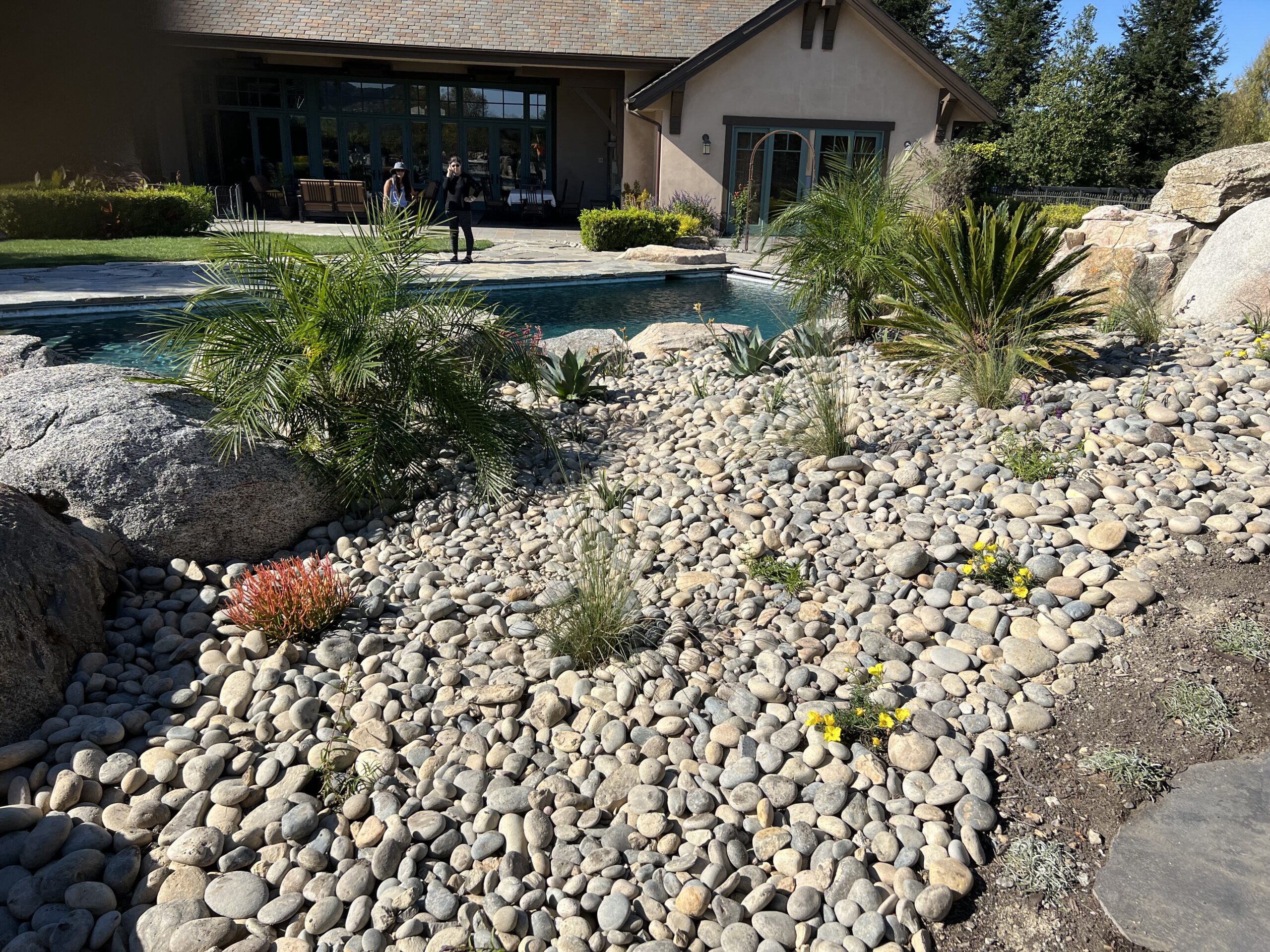 Dryscape & Drought-Tolerant